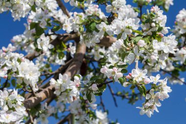 Bir bahar bahçesinde çiçek açan elma ağacıdalları.