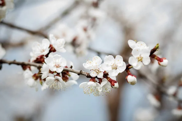 Ramo de damasco no período de floração da primavera . — Fotografia de Stock