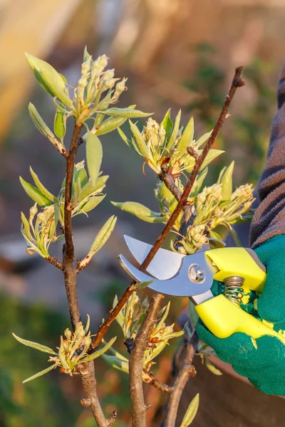 Agricultora con podadora corta las puntas de peral — Foto de Stock