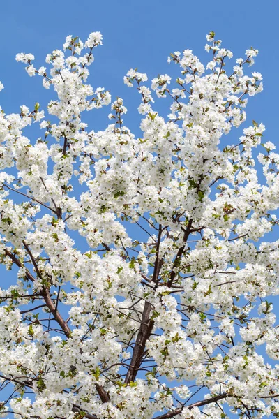 Bahar bahçesinde açan kiraz ağacının dalları.