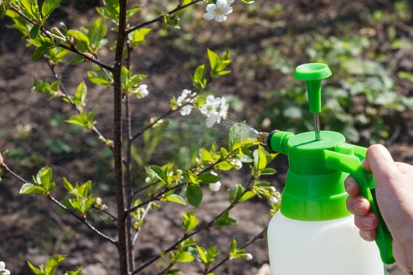 Farmer is sprinkling water solution on branches of apple tree with flowers.
