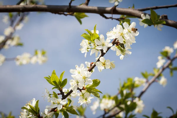 Bir bahar bahçesinde çiçek açan elma ağacıdalları.