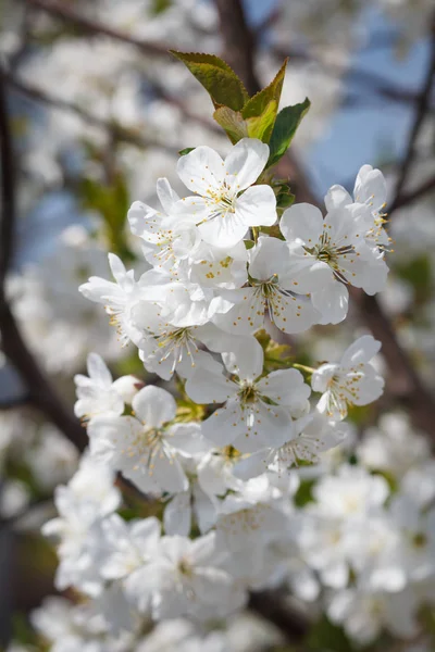 Ramos de macieira florescente em um pomar de primavera . — Fotografia de Stock