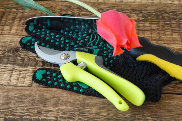 Garden glove, pruner, trowel and cut tulip on wooden boards. — Stock Photo, Image