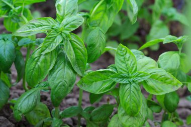 Bahçe yatağında fesleğen bitkileri kapatın.