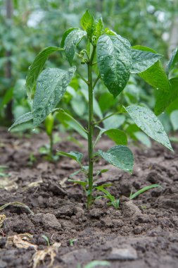 Yeşil biber çalı bahçede büyüyen.