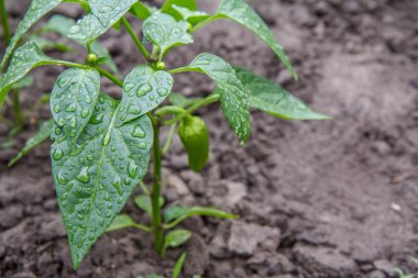 Yeşil biber bahçede çalı üzerinde büyüyen.