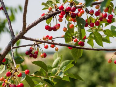 Güneşli yaz gününde bahçede ağaç kiraz.