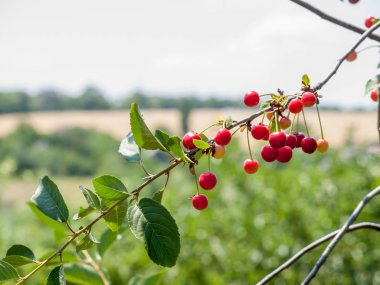 Güneşli yaz gününde bahçede ağaç kiraz.