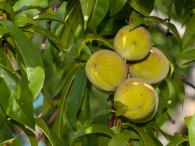 Bahçede meyve ile şeftali ağacı Dalı.