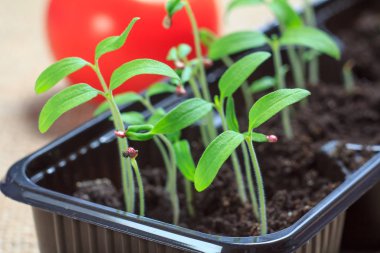Arka planda olgun kırmızı domatesli taze domates tohumları. Küçük domates filizleri..