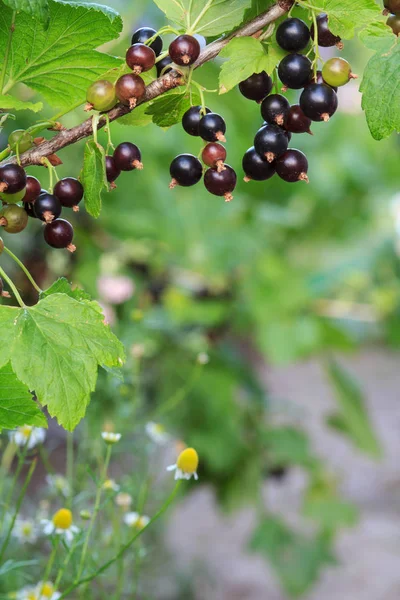 Ripe black currant on the branch with green leaves in the garden. — Stock Photo, Image