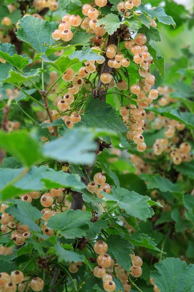 Arbusto de grosella con bayas maduras y hojas verdes en el jardín . —  Fotos de Stock