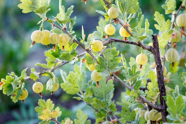 Ripe gooseberries growing on the bush in the garden — Stock Photo, Image
