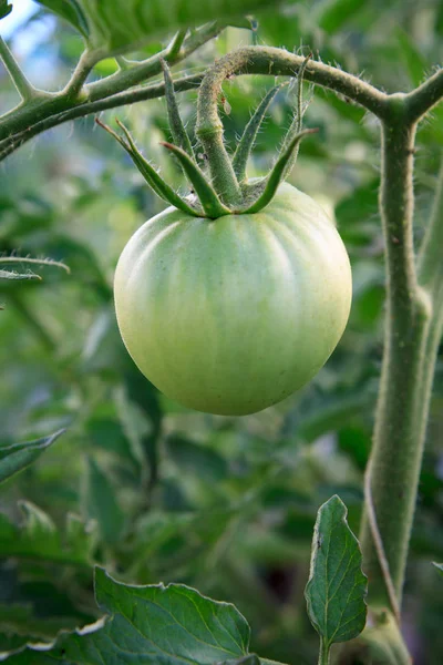 Unreife grüne Tomaten, die auf Büschen im Garten wachsen. — Stockfoto