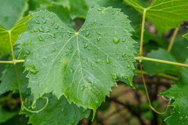 Superficie de la hoja de uva con gotas de agua en el jardín . —  Fotos de Stock