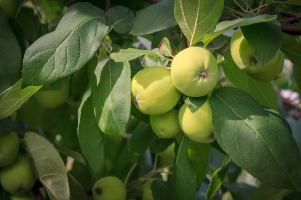 Frutos de maçãs imaturas no ramo da árvore . — Fotografia de Stock
