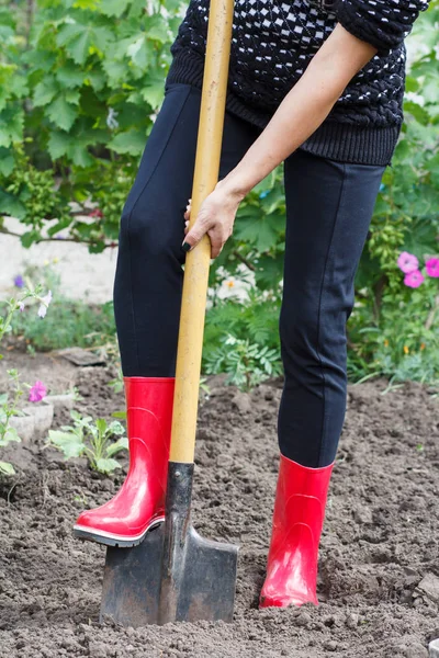 O jardineiro está a cavar solo numa cama. Fazendeiro fêmea cava em um jardim — Fotografia de Stock