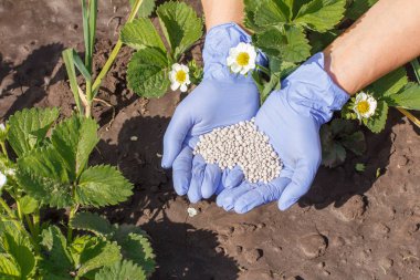 Çiftçi elleri lastik eldiven genç çilek çalılar için kimyasal gübre veren.
