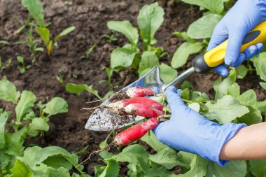 Çiftçi taze kırmızı olgun turp Bahçe yatağa alıyor.