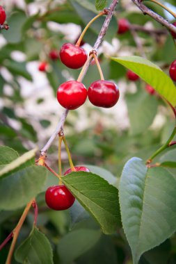 Bulanık bir arka plan ile yeşil yaprakları karşı bir ağaç üzerinde kırmızı kiraz.