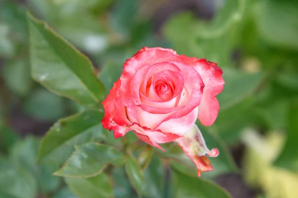 Brote de rosa roja en un tallo con hojas sobre fondo borroso . — Foto de Stock