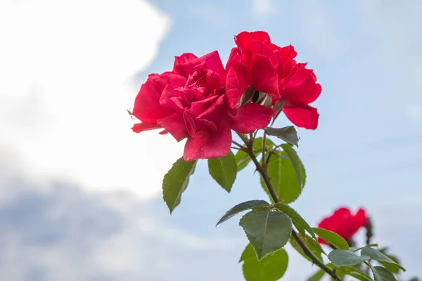 Red roses with sky and clouds on the background.