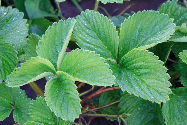 Folhas de morango com solo no fundo . — Fotografia de Stock