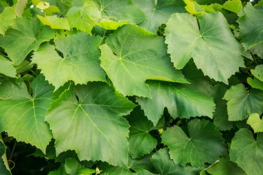 Yaz günü bahçede yeşil üzüm yaprakları.