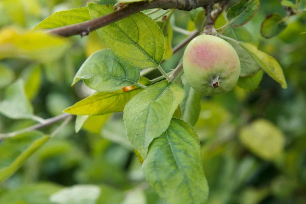 Früchte des unreifen Apfels am Ast des Baumes. — Stockfoto