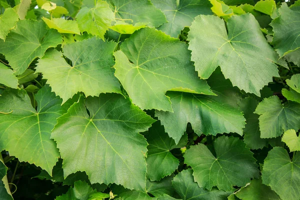 Yaz günü bahçede yeşil üzüm yaprakları.