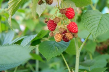 Olgun ve olgunlaşmamış ahududu bahçede yetiştirilir.