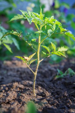Sabahları bahçe yatağında genç bir domates bitkisi.