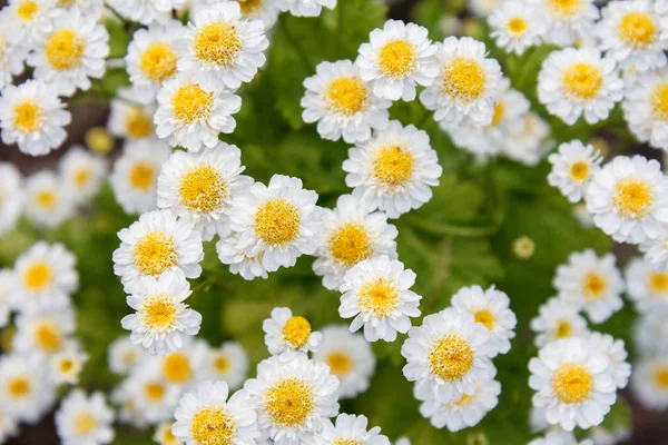 Flores de camomila com as mesmas flores borradas no fundo . — Fotografia de Stock