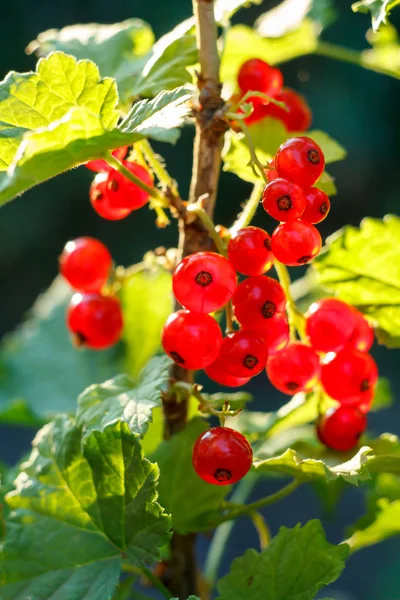 Ripe red currant on the branch in the garden in sunny summer day. — Stock Photo, Image