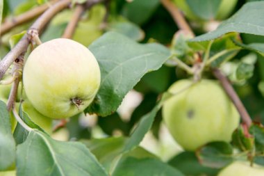 Bahçedeki ağacın bir dalı üzerinde yeşil olgunlaşmamış elmalar.