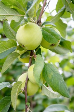 Bahçedeki ağacın bir dalı üzerinde yeşil olgunlaşmamış elmalar.