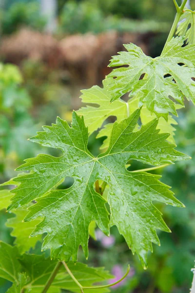 Surface des feuilles de raisin avec des gouttes d'eau dans le jardin . — Photo