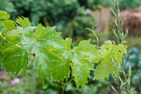 Druivenbladeren met waterdruppels in de tuin. — Stockfoto