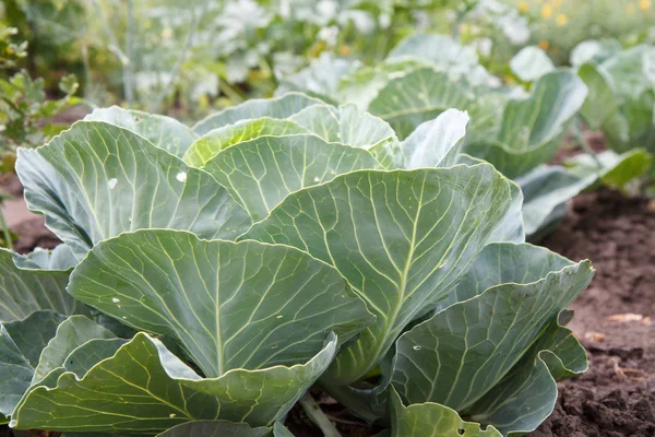 Young green cabbage growing in the garden.