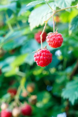 Olgun ve olgunlaşmamış ahududu Bahçe.
