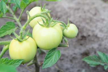 Unripe green tomatoes growing on bush in the garden. clipart