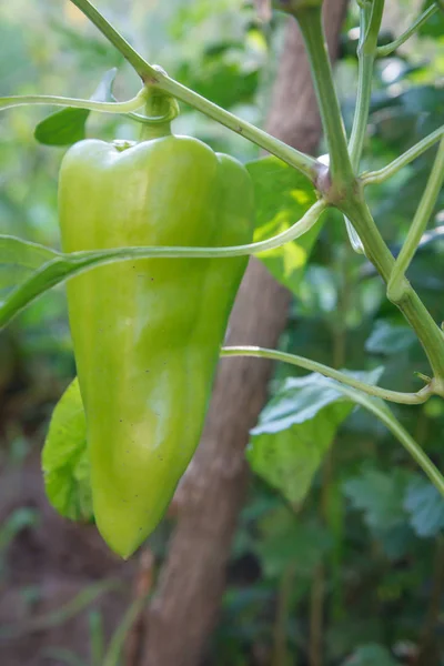 Unripe bell pepper growing on bush in the garden — Stock Photo, Image