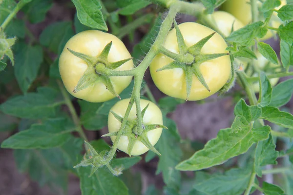 Tomates vertes non mûres poussant sur le buisson dans le jardin. — Photo