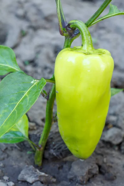 Bell pepper growing on bush in the garden. — Stock Photo, Image