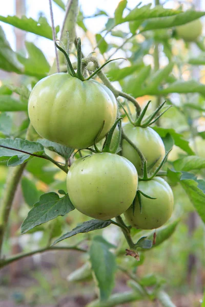 Unreife grüne Tomaten wachsen auf Büschen im Garten. — Stockfoto