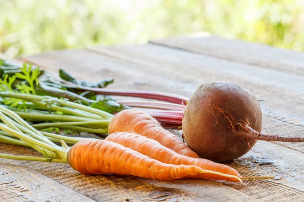 Carrots and beetroot just picked in the garden on wooden boards — Stock Photo, Image