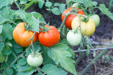 Bahçede çalılıkta yetişen olgun ve olgunlaşmamış domatesler