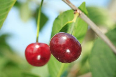 Bulanık bir arka plan ile yeşil yaprakları karşı bir ağaç üzerinde kırmızı kiraz.