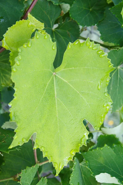 Superficie de la hoja de uva con gotas de agua en el jardín . —  Fotos de Stock